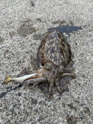 image1.jpeg